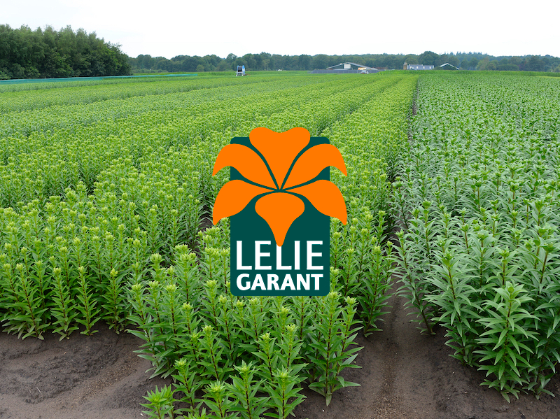 Wetering Potlilium is deelnemer toetsmethode Leliegarant van BQ Support