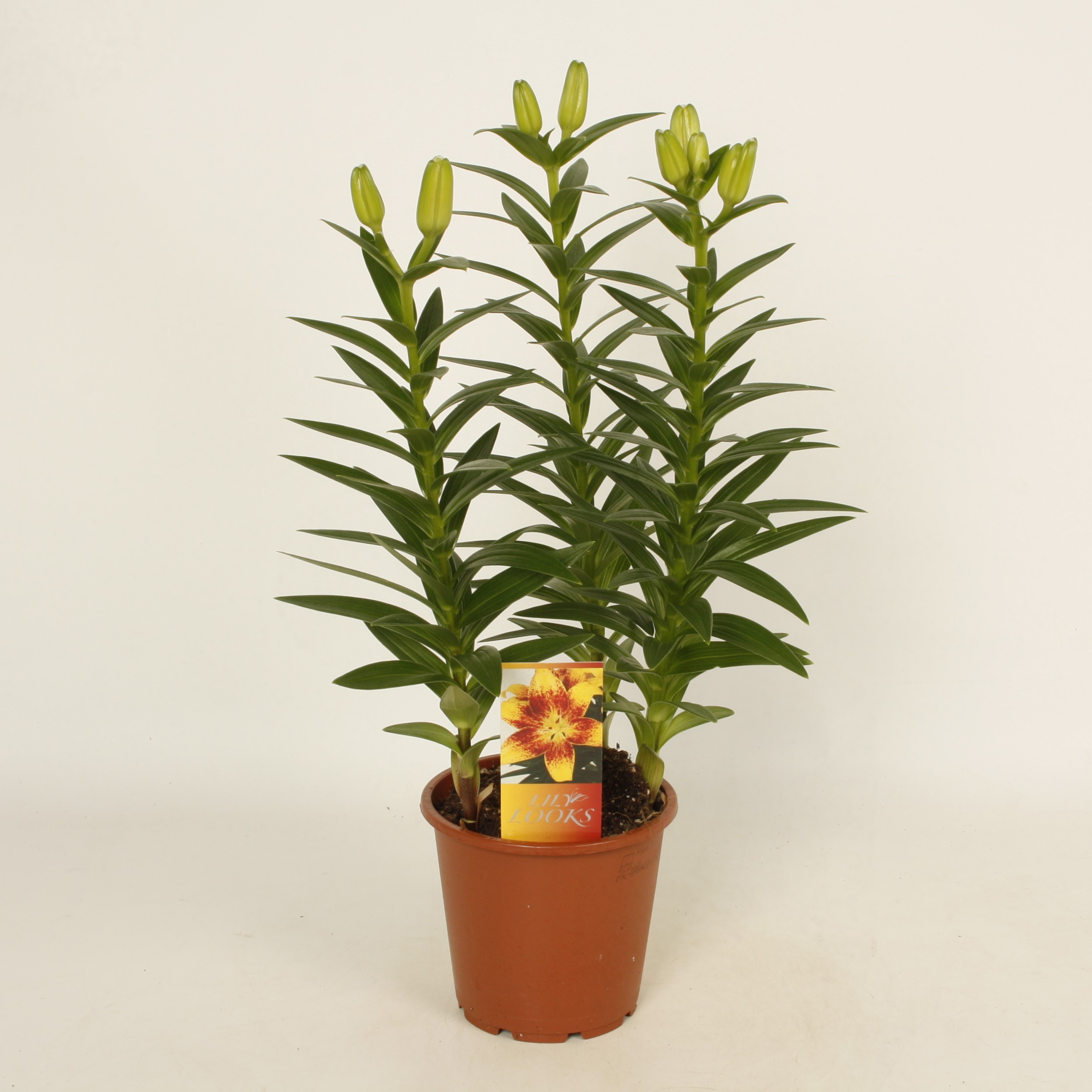 Tiny Cosmic 13.1 (vierkant)