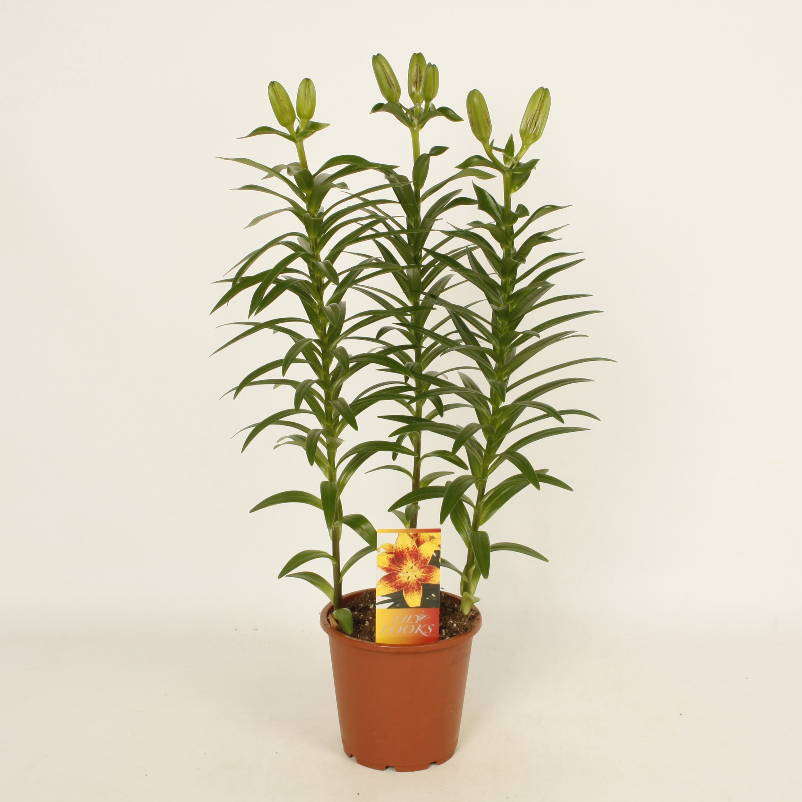 Tiny Massive 13.2 (vierkant)