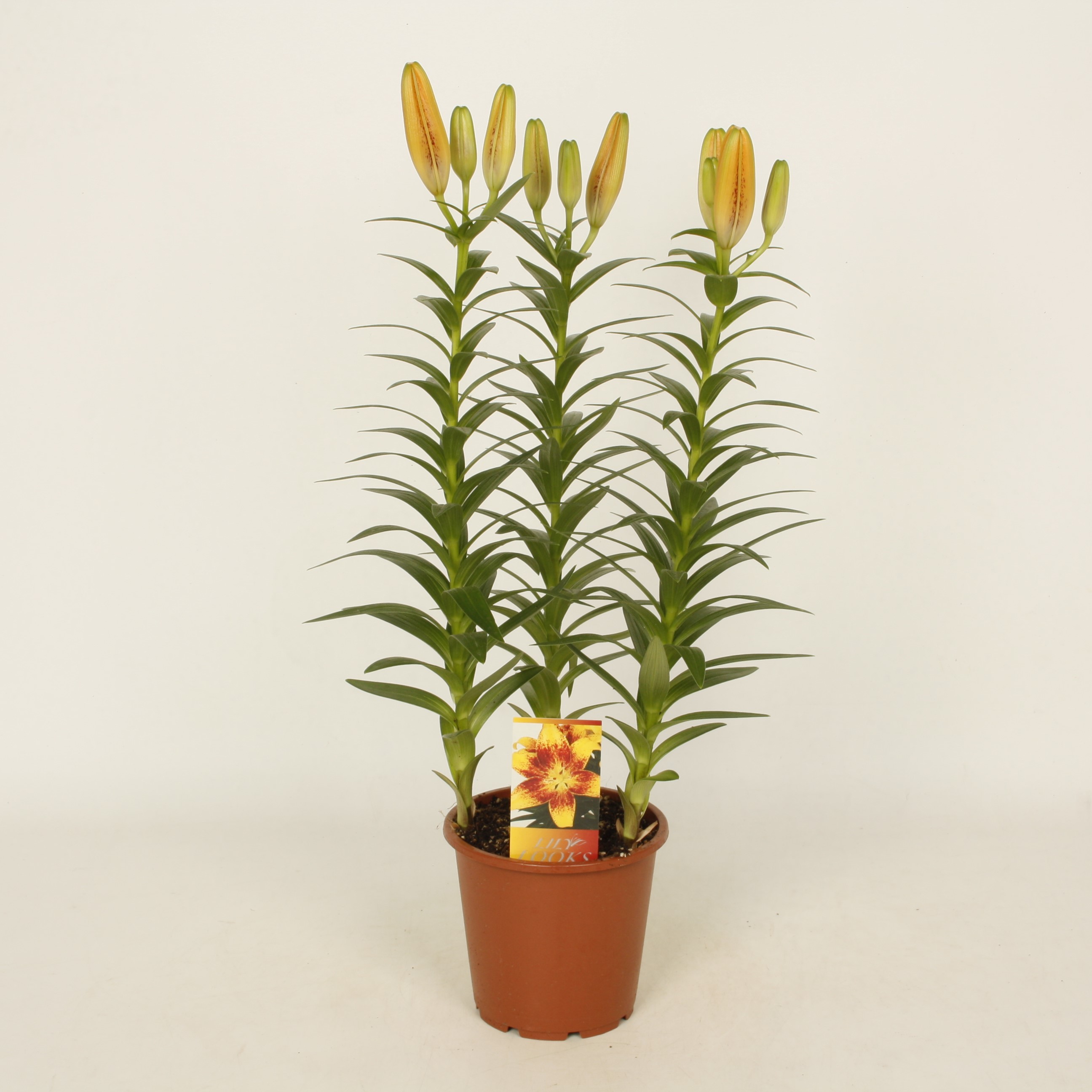 Tiny Cosmic 13.3 (vierkant)