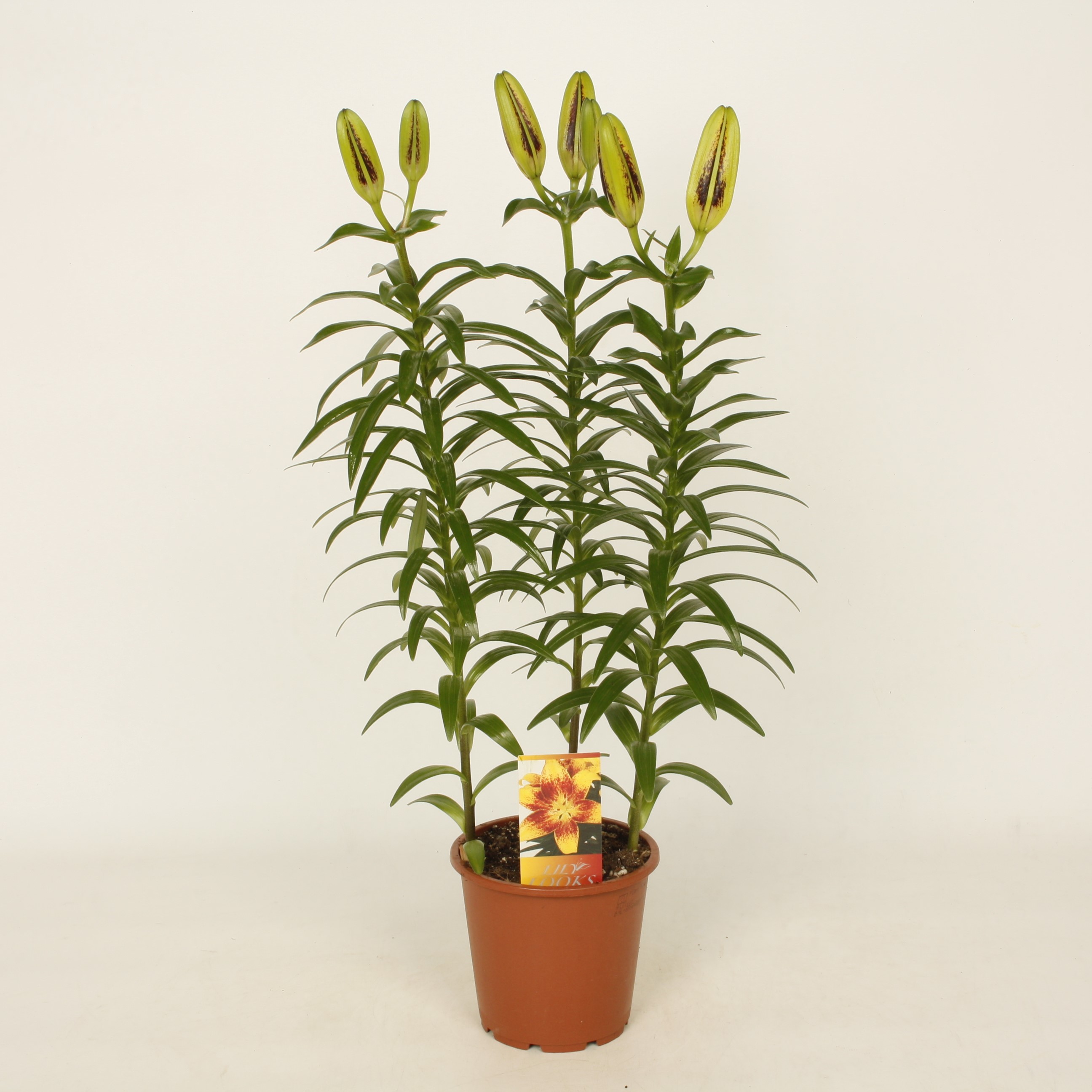 Tiny Massive 13.3 (vierkant)